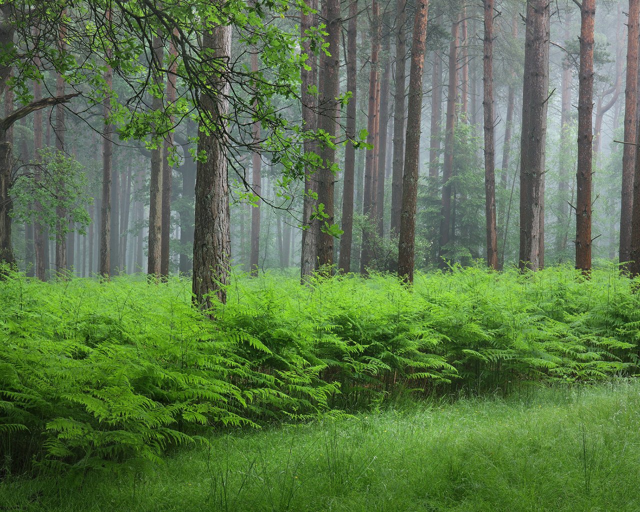 Обои трава, папоротник, деревья, природа, растения, лес, стволы, кусты, лето, grass, fern, trees, nature, plants, forest, trunks, the bushes, summer разрешение 1920x1200 Загрузить