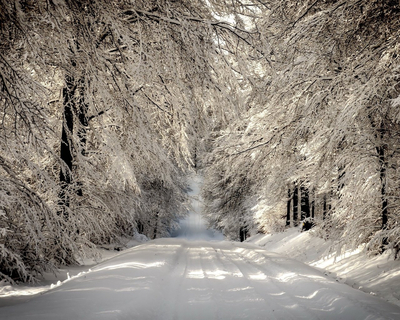 Обои дорога, деревья, снег, лес, зима, ветки, иней, road, trees, snow, forest, winter, branches, frost разрешение 2560x1600 Загрузить