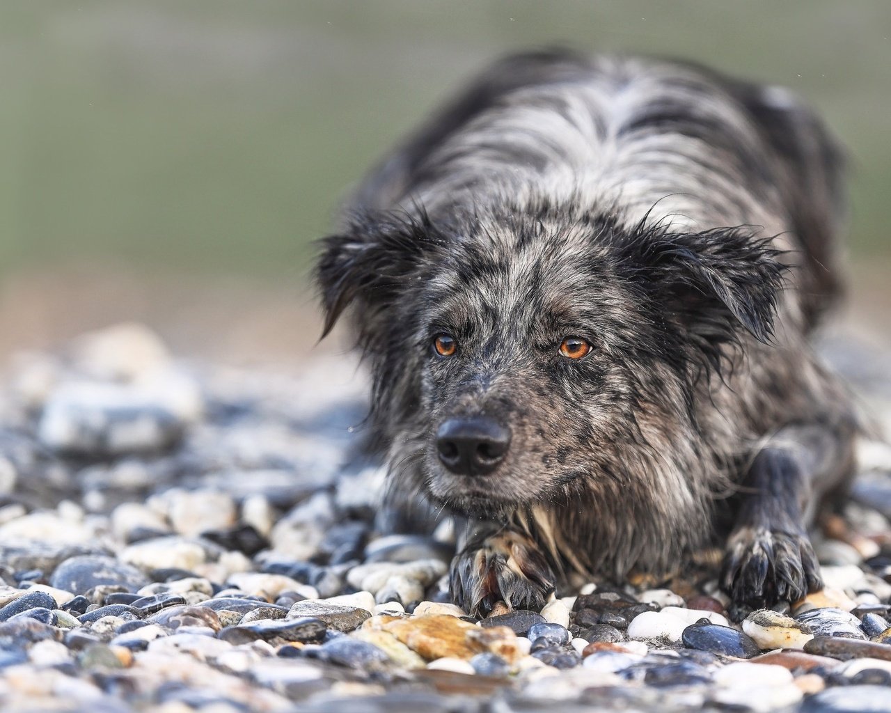 Обои камни, мордочка, взгляд, собака, бордер-колли, stones, muzzle, look, dog, the border collie разрешение 1975x1236 Загрузить