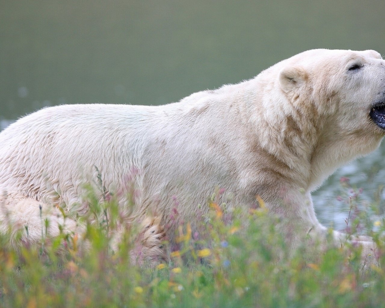 Обои цветы, трава, медведь, белый медведь, полярный, flowers, grass, bear, polar bear, polar разрешение 3840x2160 Загрузить