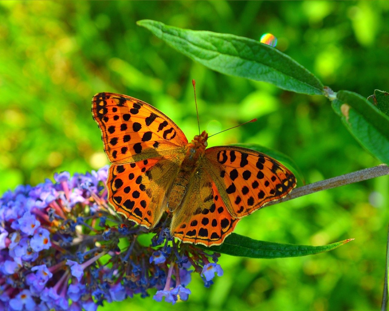 Обои насекомое, цветок, бабочка, крылья, размытость, весна, insect, flower, butterfly, wings, blur, spring разрешение 3002x1855 Загрузить