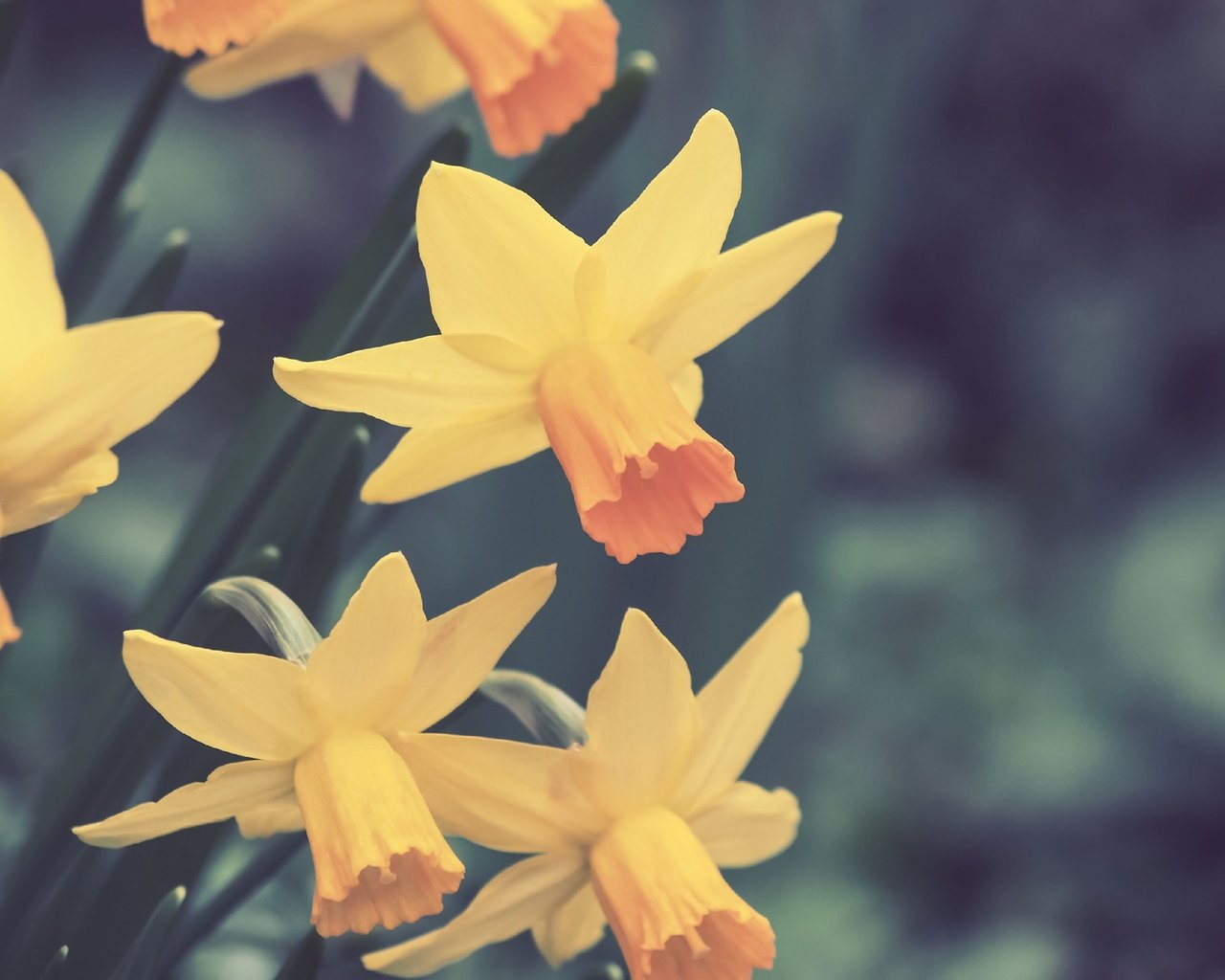 Обои цветы, весна, нарциссы, flowers, spring, daffodils разрешение 2560x1920 Загрузить