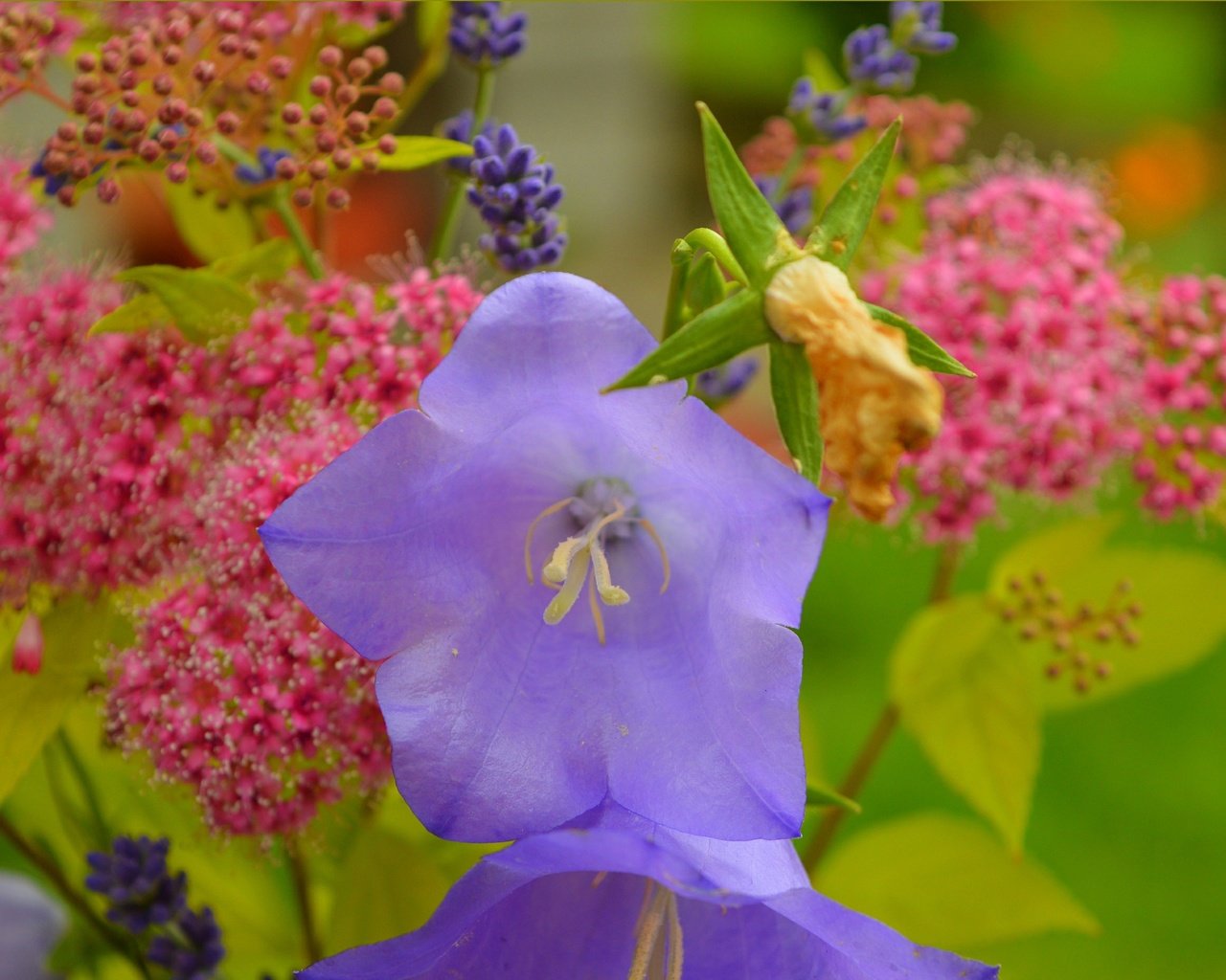 Обои цветы, колокольчики, полевые цветы, flowers, bells, wildflowers разрешение 3004x1868 Загрузить