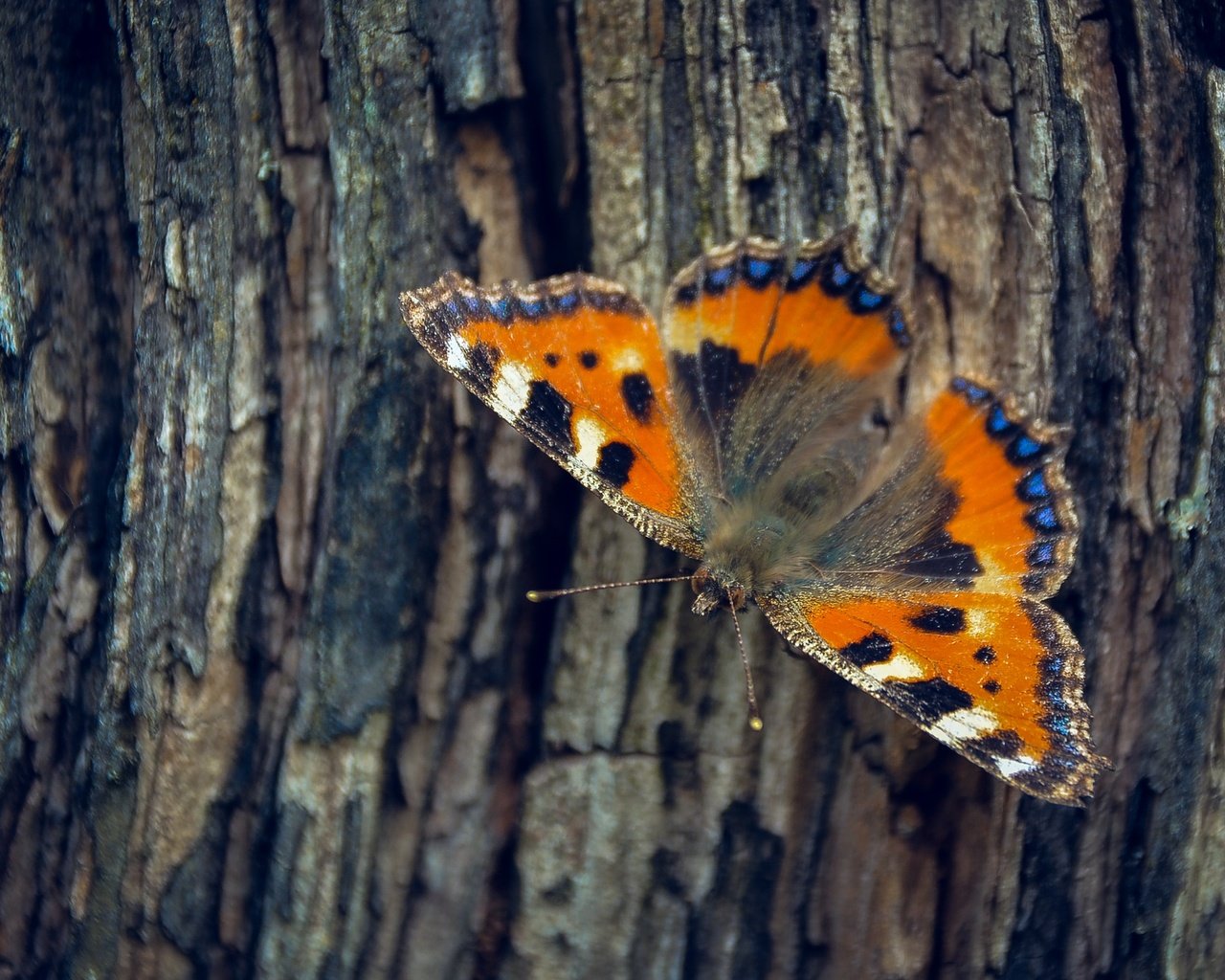 Обои дерево, насекомое, бабочка, крылья, кора, tree, insect, butterfly, wings, bark разрешение 2501x1563 Загрузить