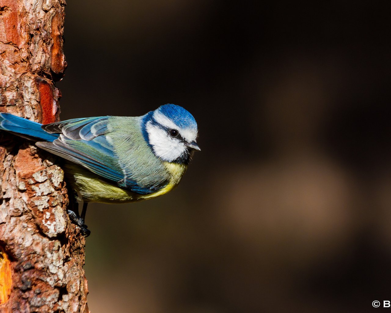 Обои дерево, птица, птичка, синица, tree, bird, tit разрешение 1920x1200 Загрузить