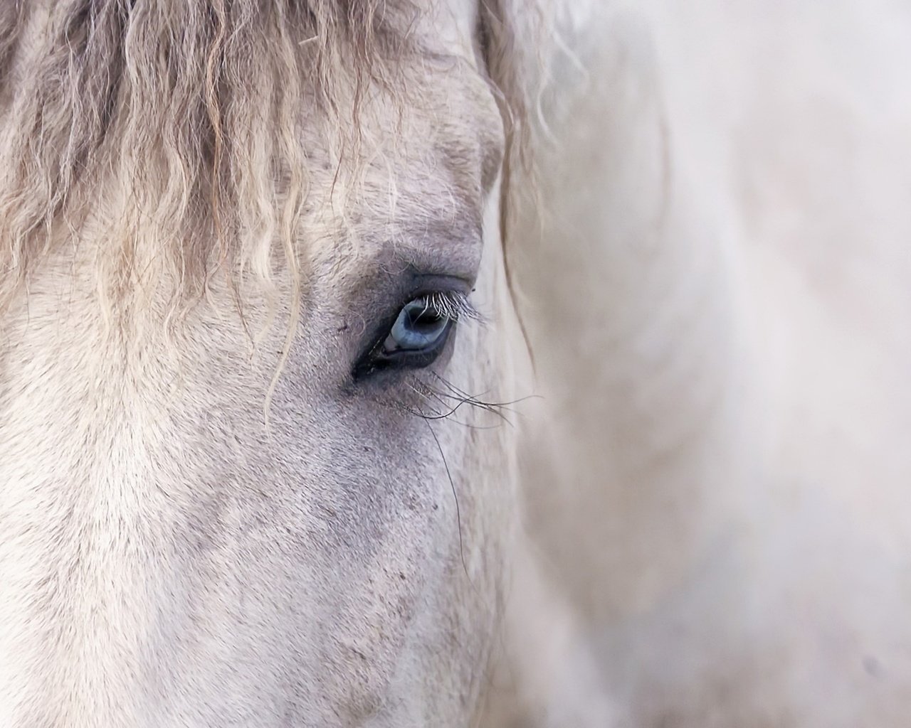 Обои лошадь, фон, глаз, конь, грива, horse, background, eyes, mane разрешение 2048x1358 Загрузить