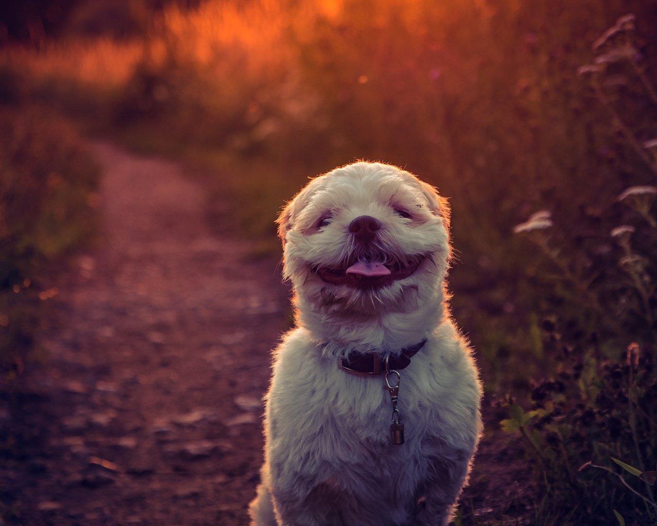 Обои закат, фон, улыбка, собака, язык, ши-тцу, e b, sunset, background, smile, dog, language, shih tzu разрешение 2784x1861 Загрузить