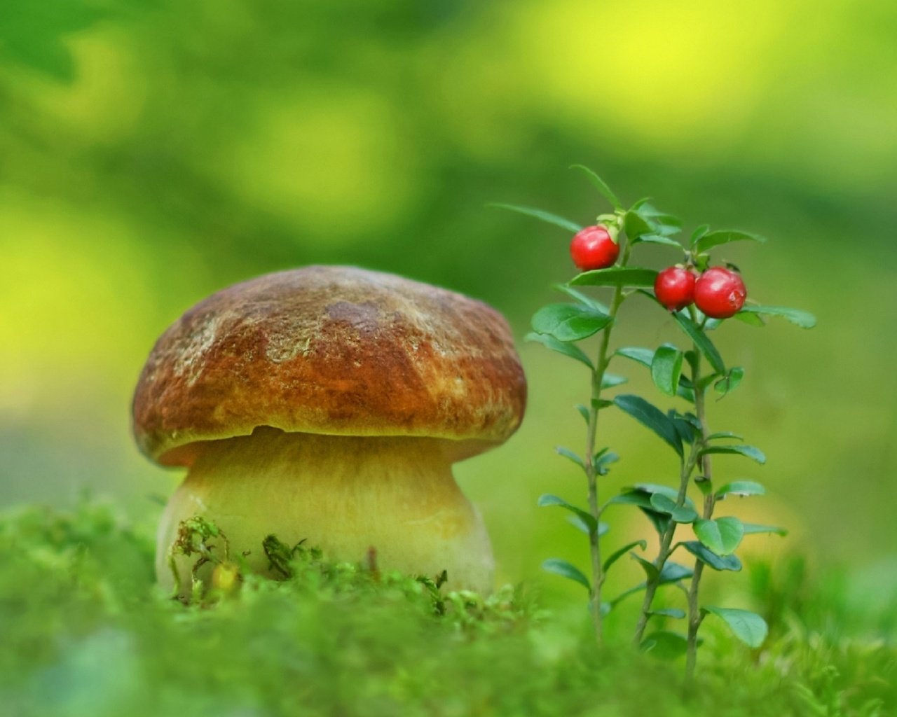 Обои природа, гриб, мох, ягоды, белый гриб, aleksandr hvozd, nature, mushroom, moss, berries, white mushroom разрешение 2596x1600 Загрузить