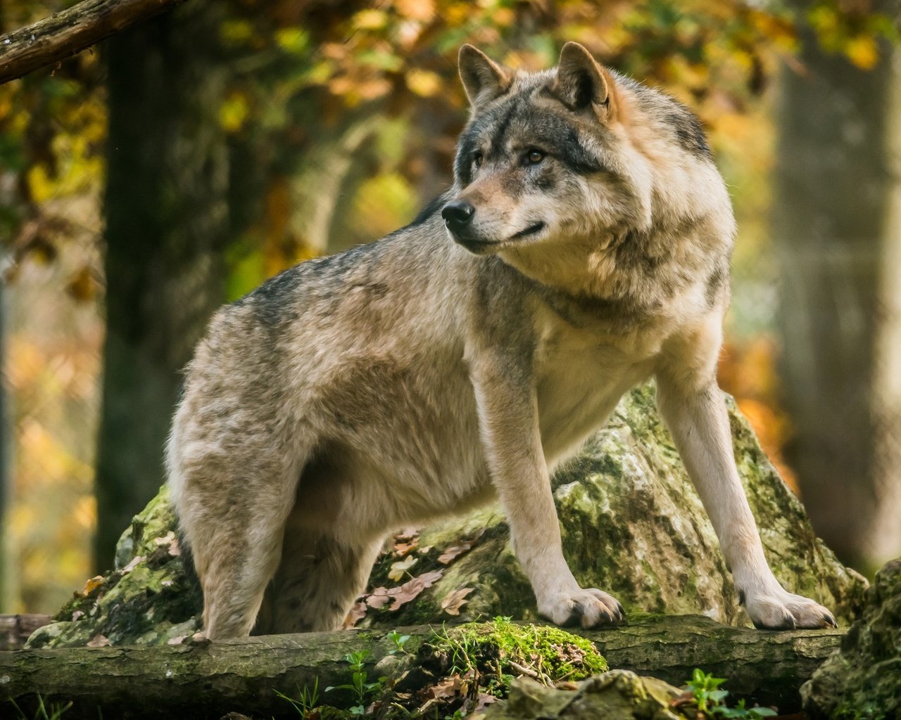 Обои морда, лес, взгляд, хищник, волк, face, forest, look, predator, wolf р...