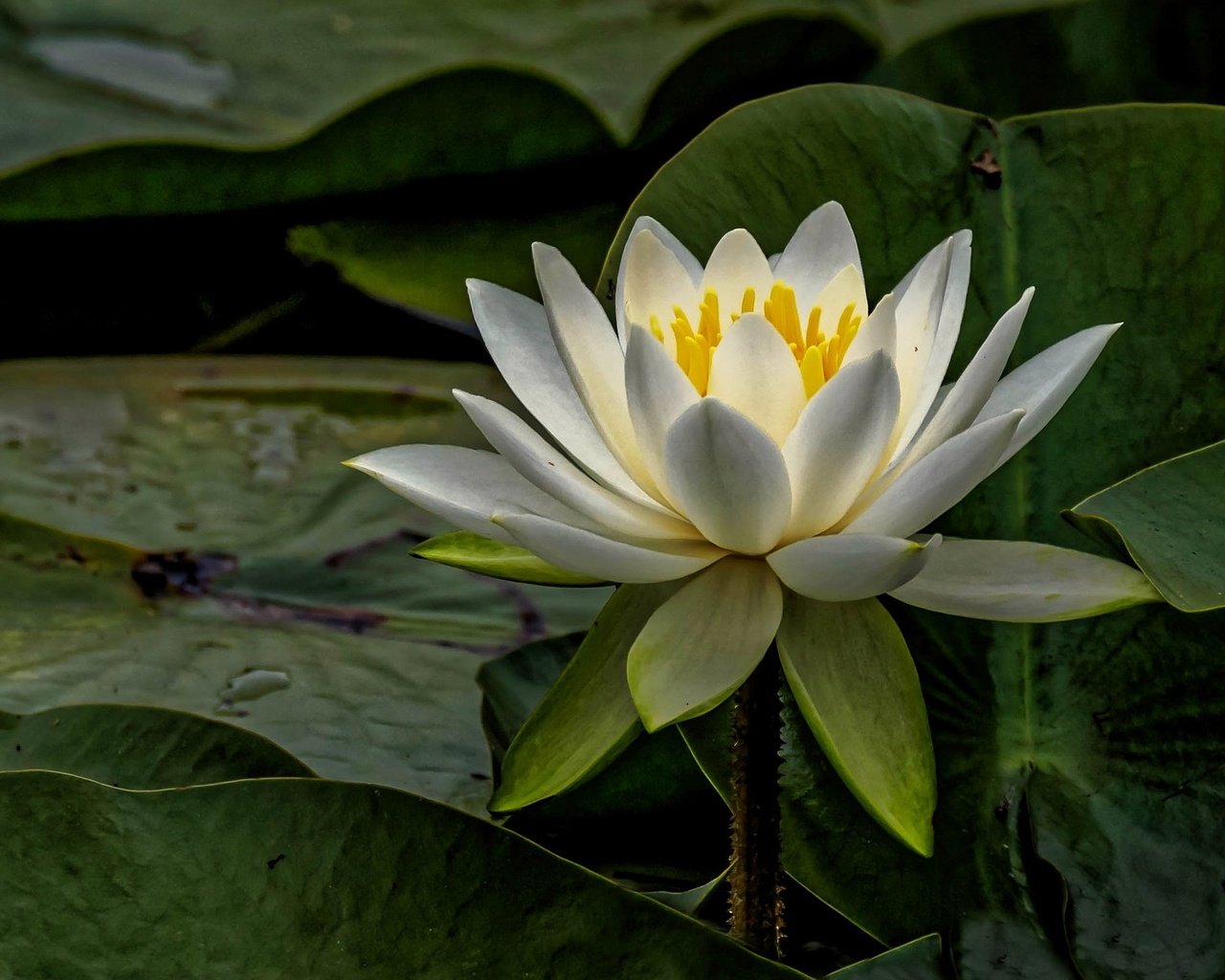 Обои листья, макро, цветок, белый, кувшинка, водяная лилия, leaves, macro, flower, white, lily, water lily разрешение 2048x1353 Загрузить