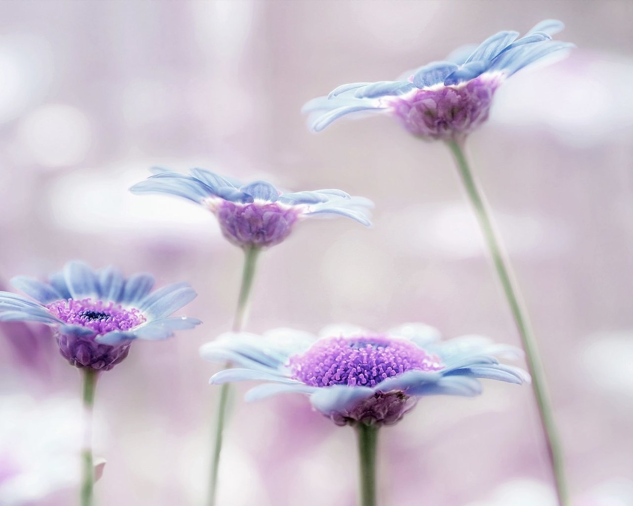 Обои макро, лепестки, стебли, сиреневый, аргирантемум, macro, petals, stems, lilac, argyranthemum разрешение 2048x1366 Загрузить