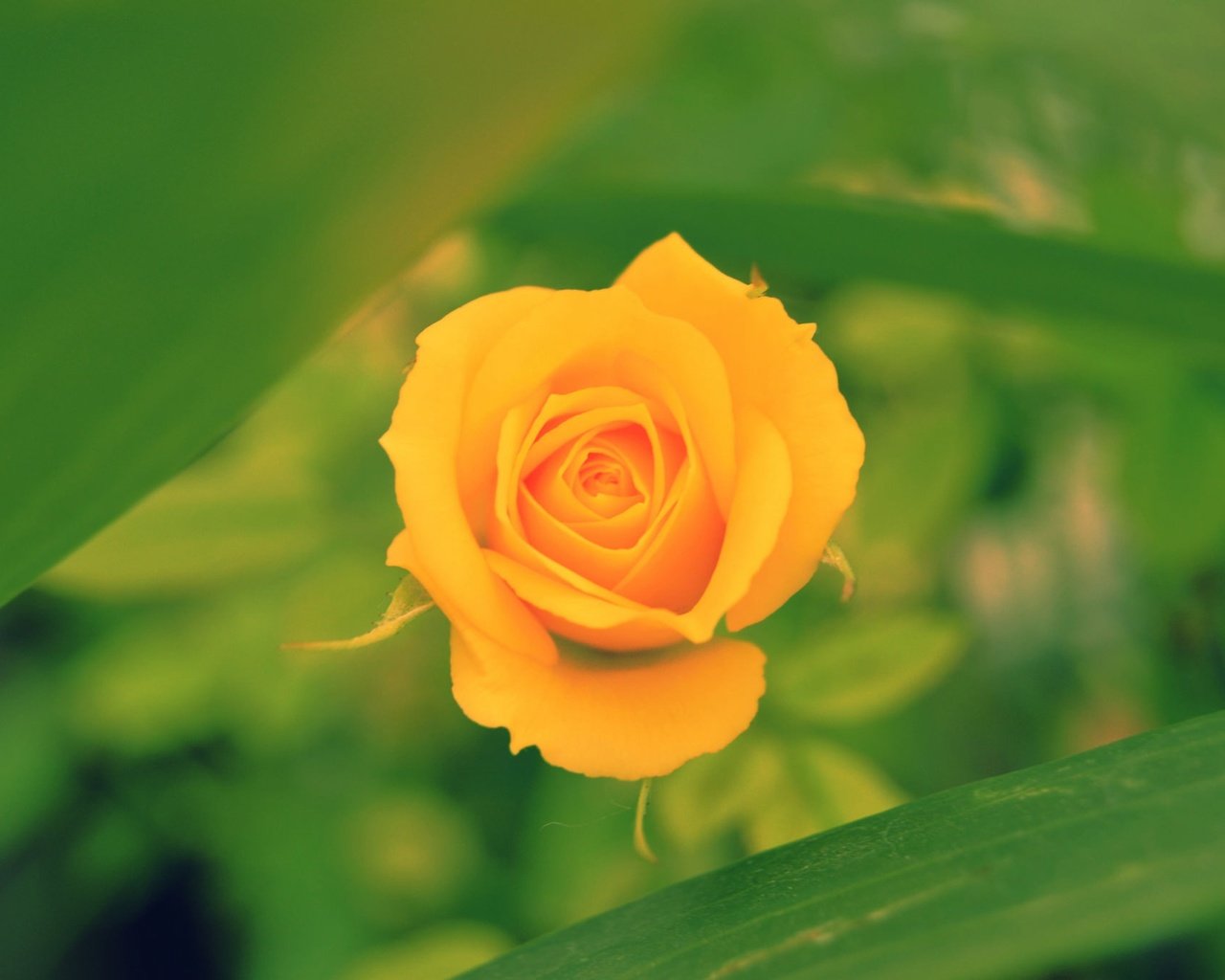 Обои макро, цветок, роза, размытость, бутон, боке, желтая роза, macro, flower, rose, blur, bud, bokeh, yellow rose разрешение 2048x1362 Загрузить