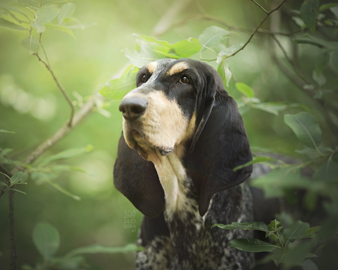 Обои морда, листья, ветки, собака, бассет, бассет-хаунд, face, leaves, branches, dog, bassett, the basset hound разрешение 2048x1365 Загрузить