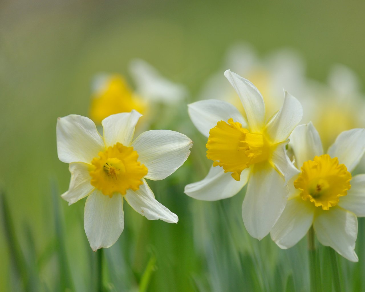 Обои цветы, лепестки, размытость, весна, стебли, нарциссы, flowers, petals, blur, spring, stems, daffodils разрешение 2048x1365 Загрузить