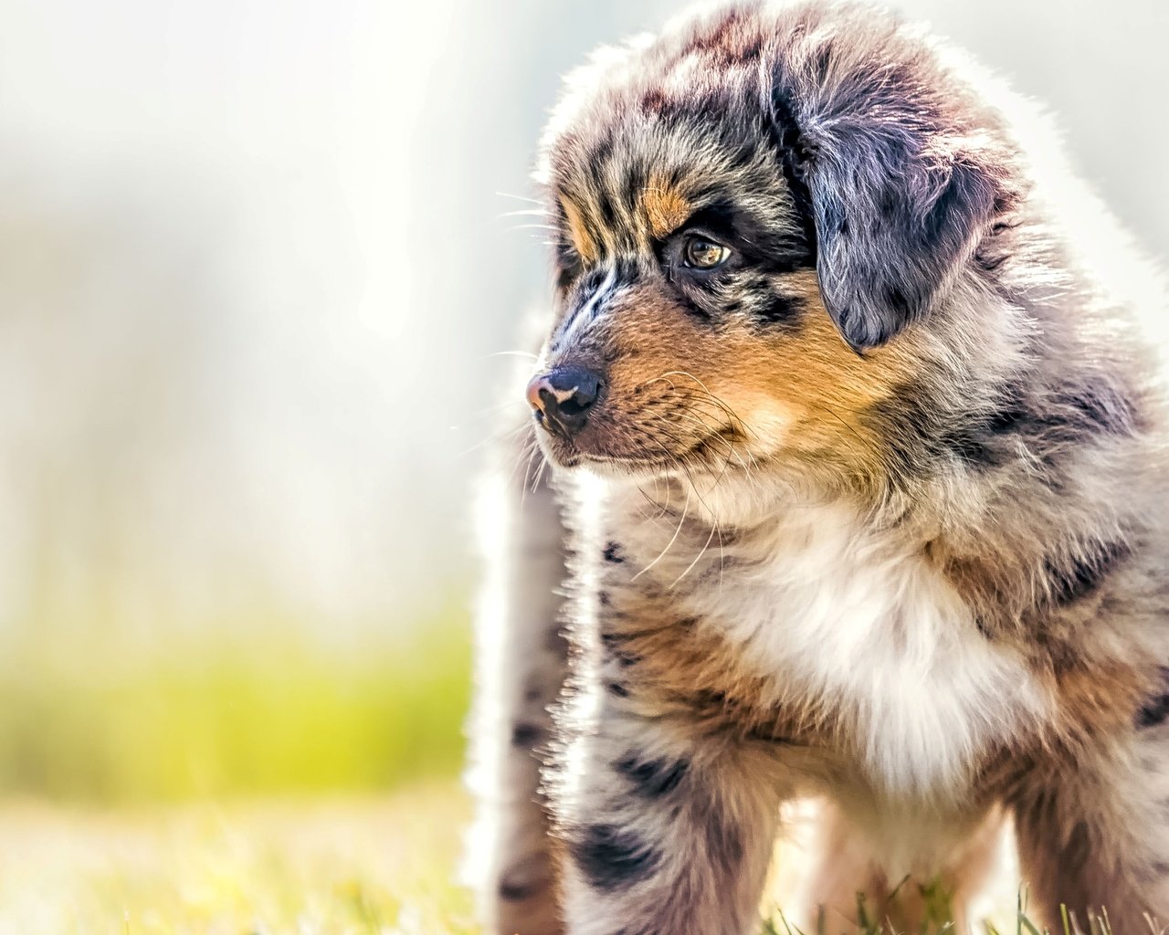 Обои собака, щенок, овчарка, австралийская овчарка, аусси, dog, puppy, shepherd, australian shepherd, aussie разрешение 2880x1800 Загрузить