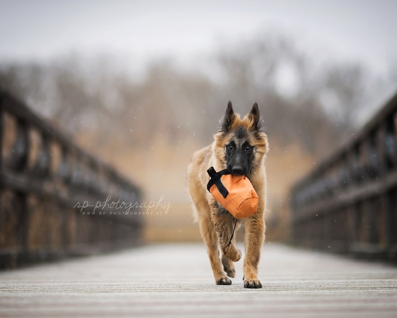 Обои мост, собака, щенок, овчарка, бельгийская овчарка, тервюрен, bridge, dog, puppy, shepherd, belgian shepherd, tervuren разрешение 1920x1200 Загрузить