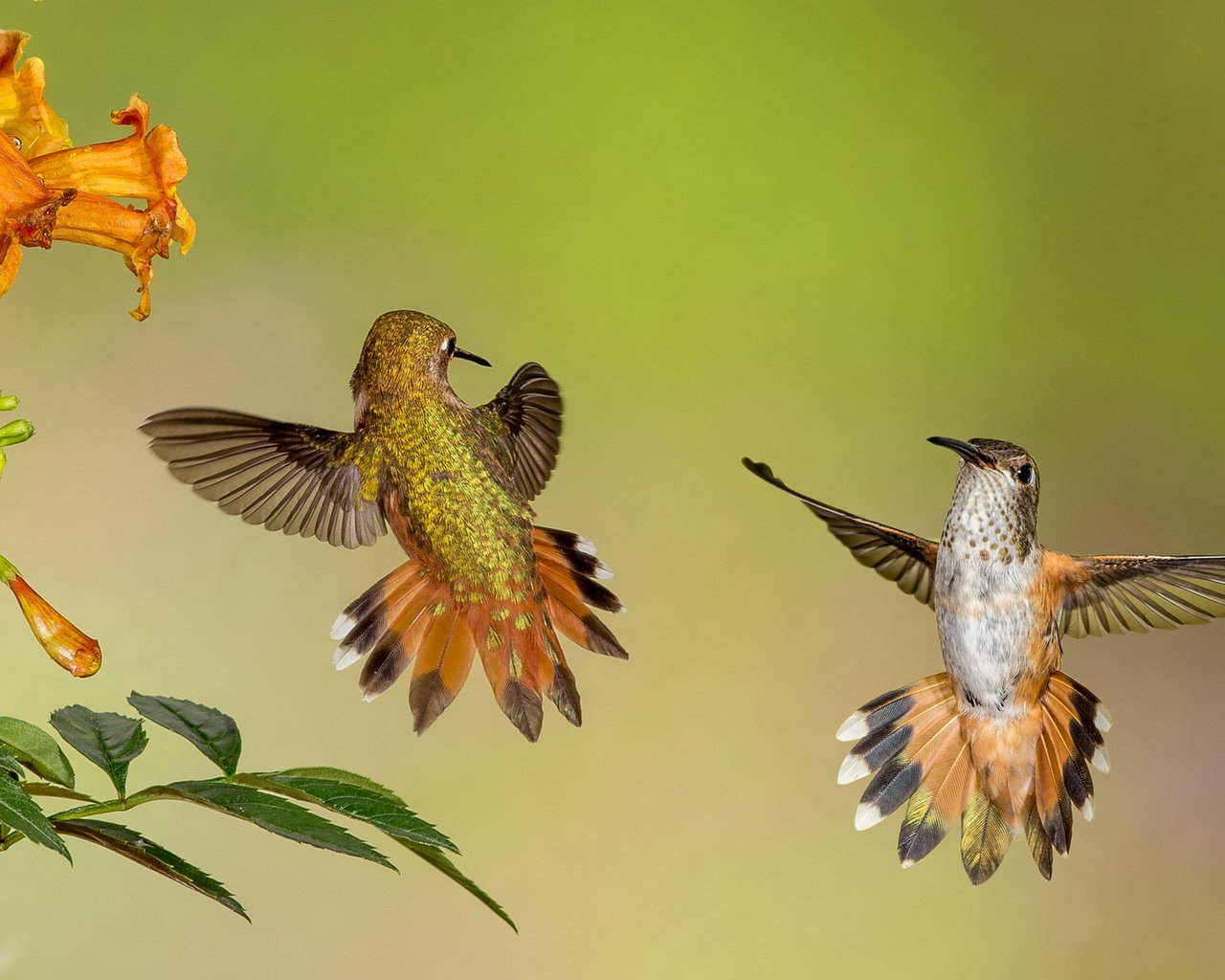 Обои цветы, крылья, птицы, клюв, перья, колибри, flowers, wings, birds, beak, feathers, hummingbird разрешение 3840x2160 Загрузить