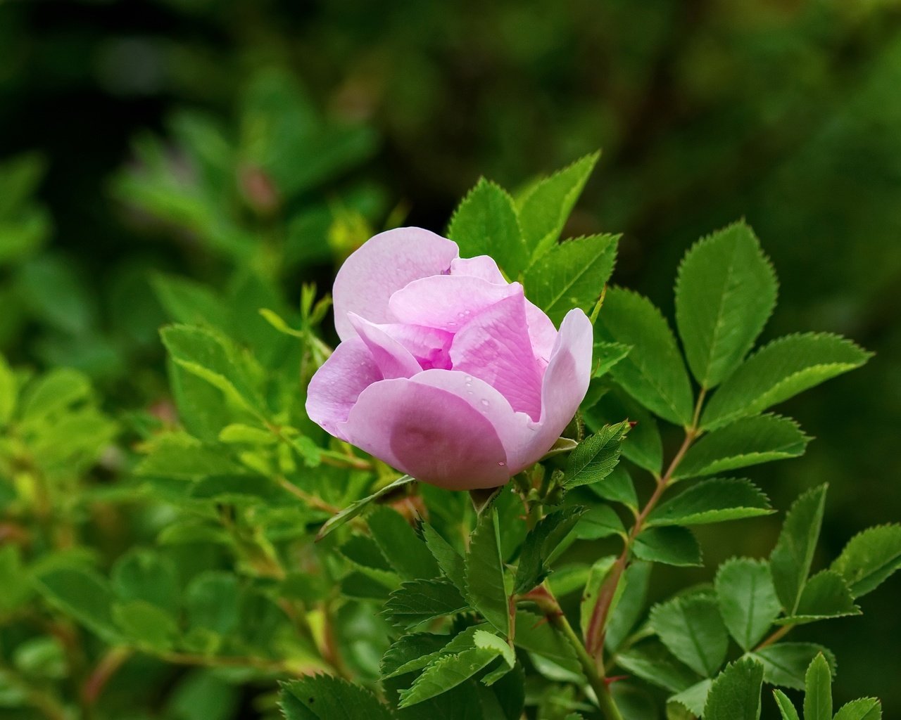 Обои листья, роза, лепестки, сад, бутон, шиповник, куст, leaves, rose, petals, garden, bud, briar, bush разрешение 4606x3071 Загрузить