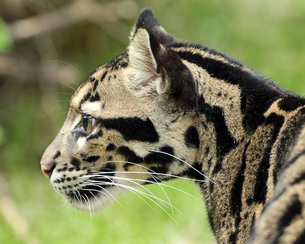 Обои морда, усы, шерсть, профиль, окрас, дымчатый леопард, face, mustache, wool, profile, color, clouded leopard разрешение 4680x3304 Загрузить