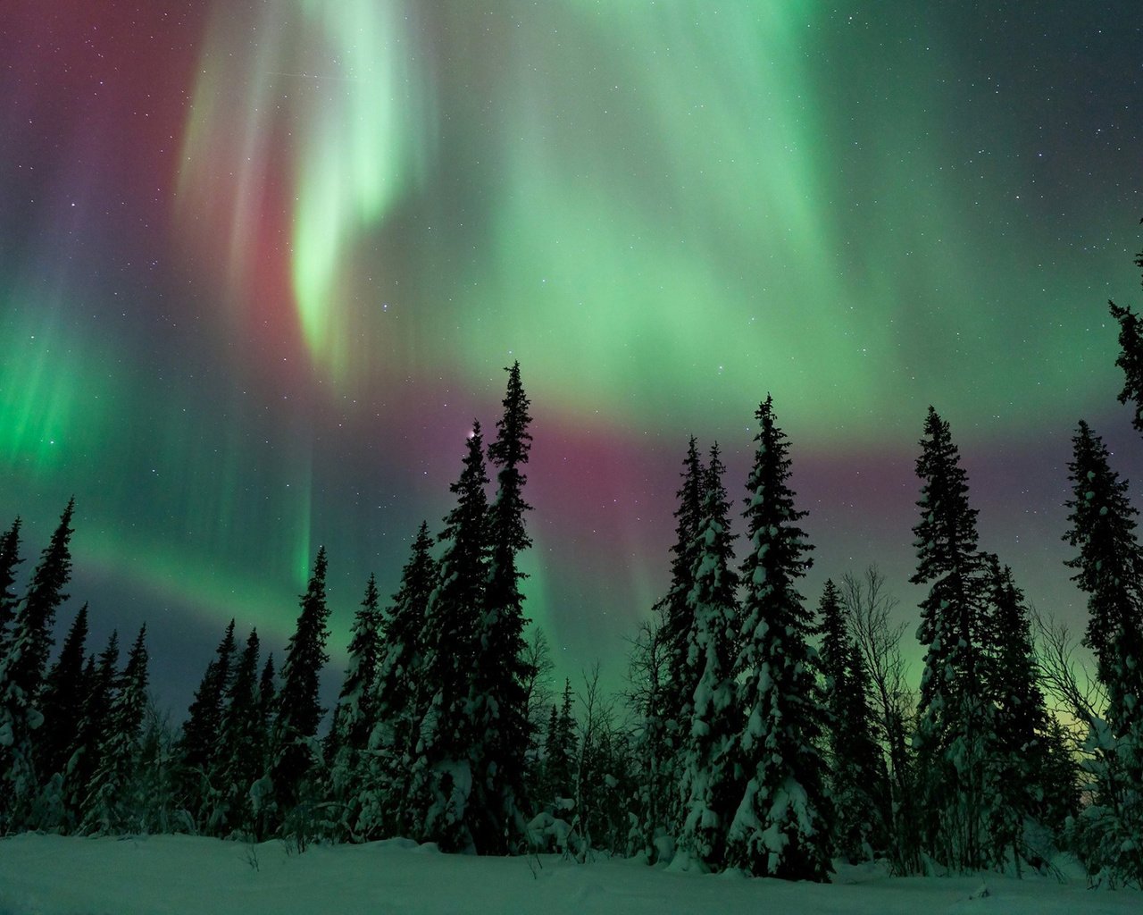 Обои ели, небо, снег, природа, лес, зима, сияние, северное сияние, сосны, ate, the sky, snow, nature, forest, winter, lights, northern lights, pine разрешение 1920x1200 Загрузить