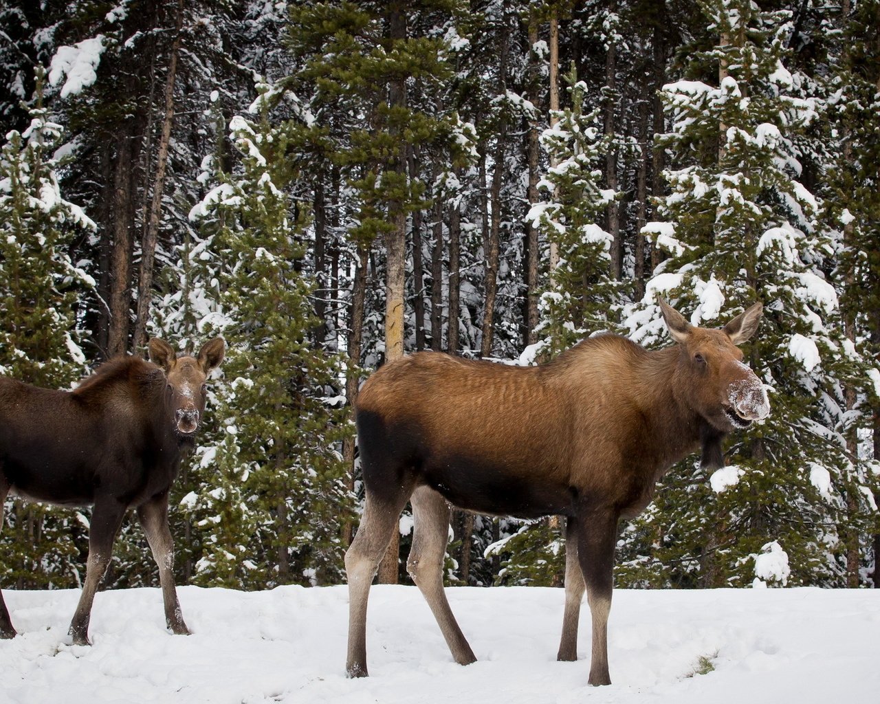 Обои деревья, снег, лес, зима, лось, лоси, trees, snow, forest, winter, moose, elk разрешение 1920x1200 Загрузить