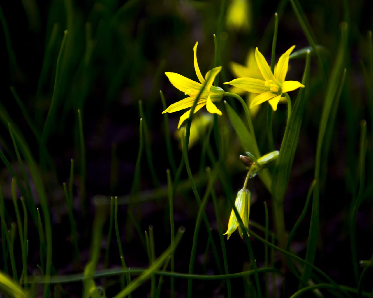 Обои трава, лепестки,  цветы, желтые цветы, гусиный лук, gagea), gagea, grass, petals, flowers, yellow flowers, goose onions разрешение 4288x2848 Загрузить