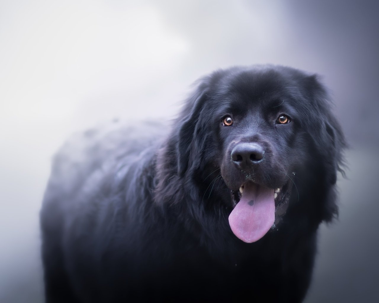 Обои туман, собака, друг, язык, ньюфаундленд, fog, dog, each, language, newfoundland разрешение 2560x1598 Загрузить