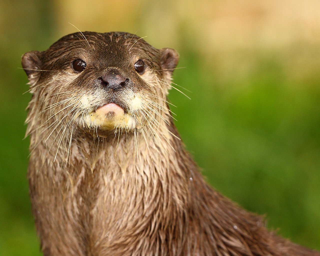 Обои морда, взгляд, животное, выдра, речная выдра, face, look, animal, otter, river otter разрешение 1920x1200 Загрузить