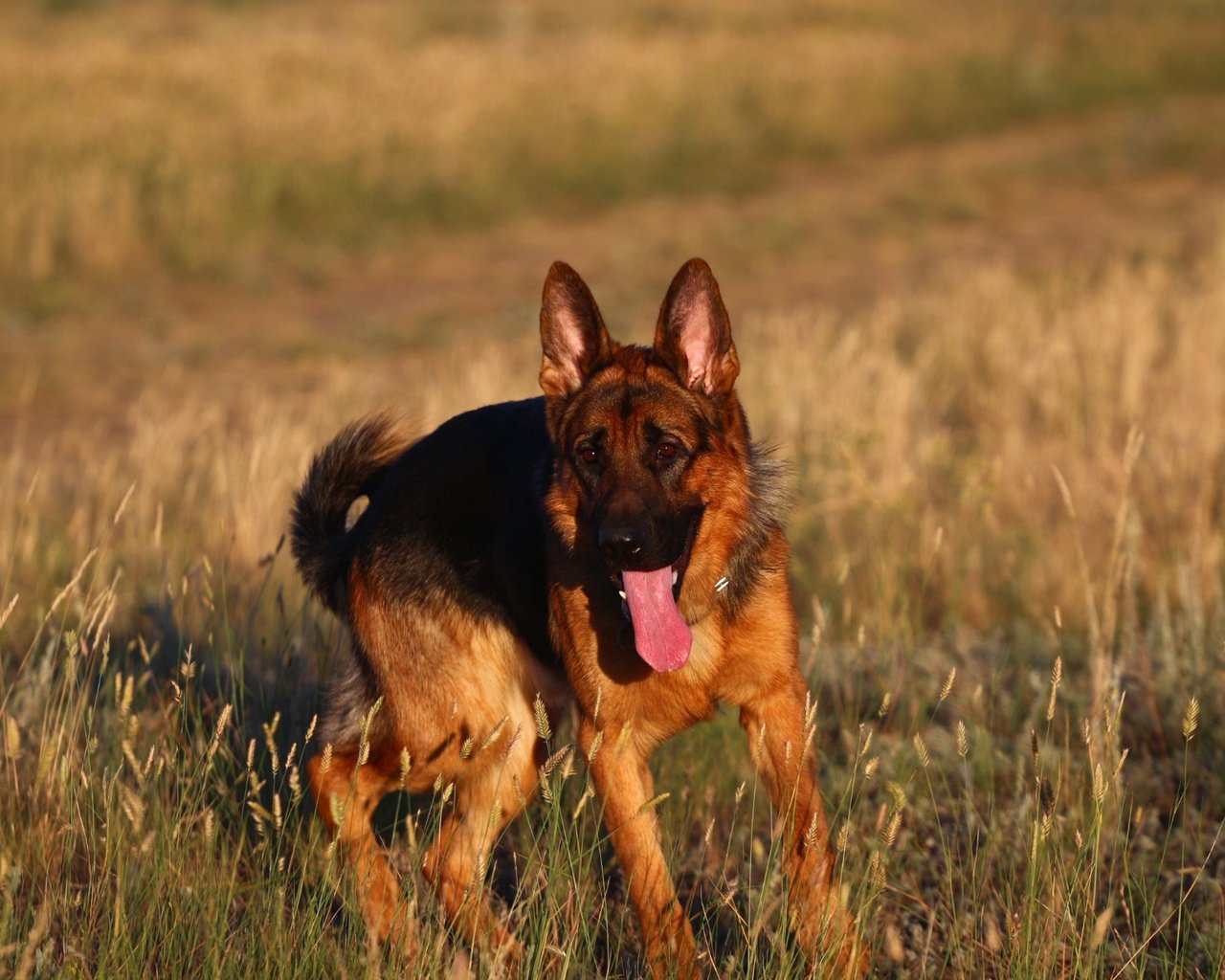 Обои взгляд, прогулка, язык, степь, немецкая овчарка, look, walk, language, the steppe, german shepherd разрешение 1920x1280 Загрузить