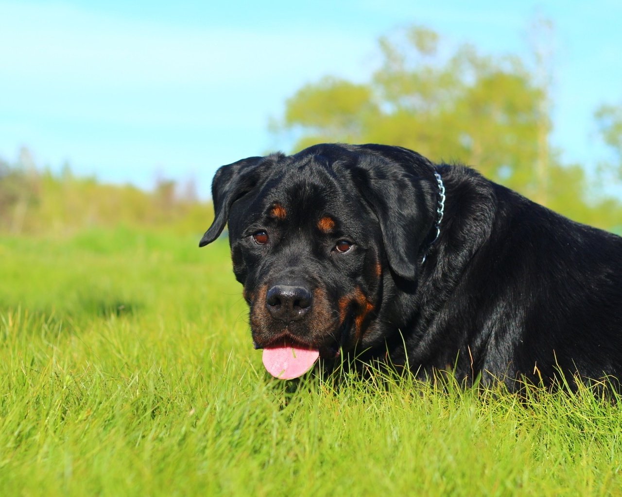 Обои морда, трава, природа, собака, язык, ротвейлер, face, grass, nature, dog, language, rottweiler разрешение 1920x1200 Загрузить