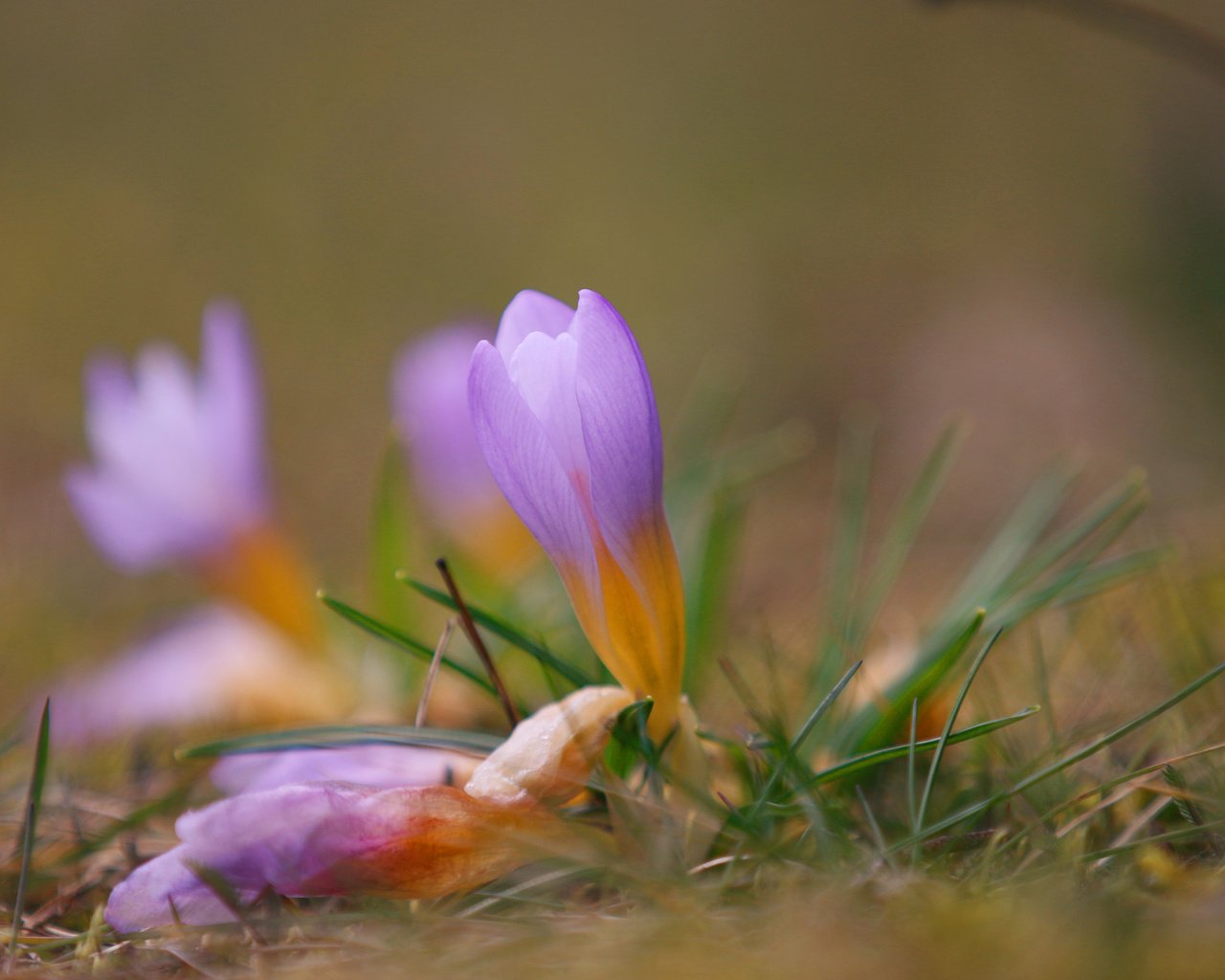 Обои цветы, трава, природа, размытость, весна, крокусы, flowers, grass, nature, blur, spring, crocuses разрешение 3840x2400 Загрузить