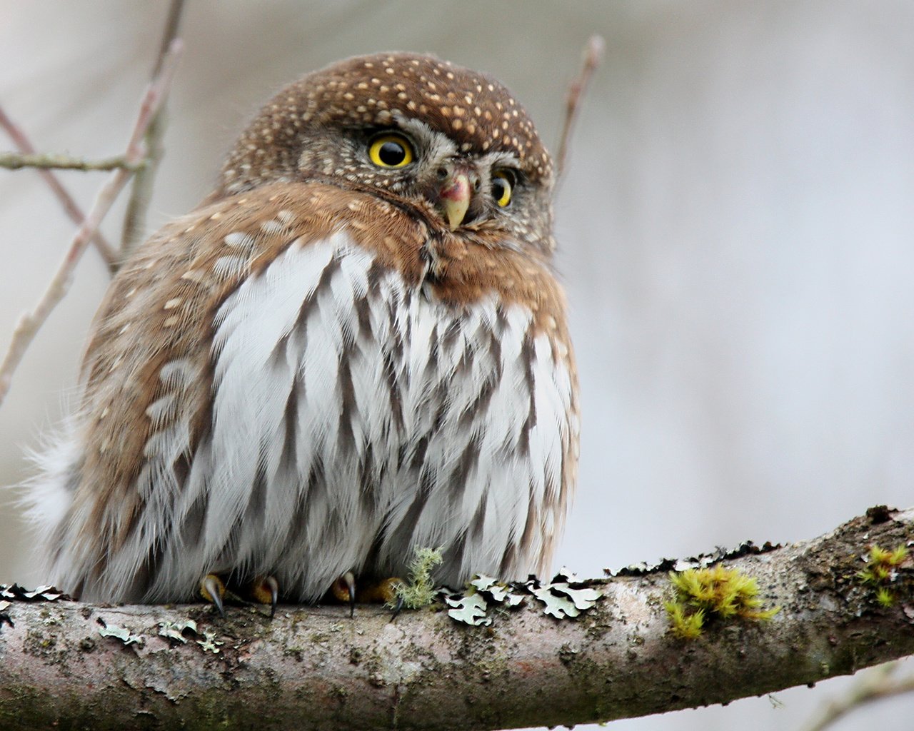 Обои сова, ветка, птица, клюв, перья, сыч, воробьиный сыч, owl, branch, bird, beak, feathers, pygmy owl разрешение 2880x1800 Загрузить