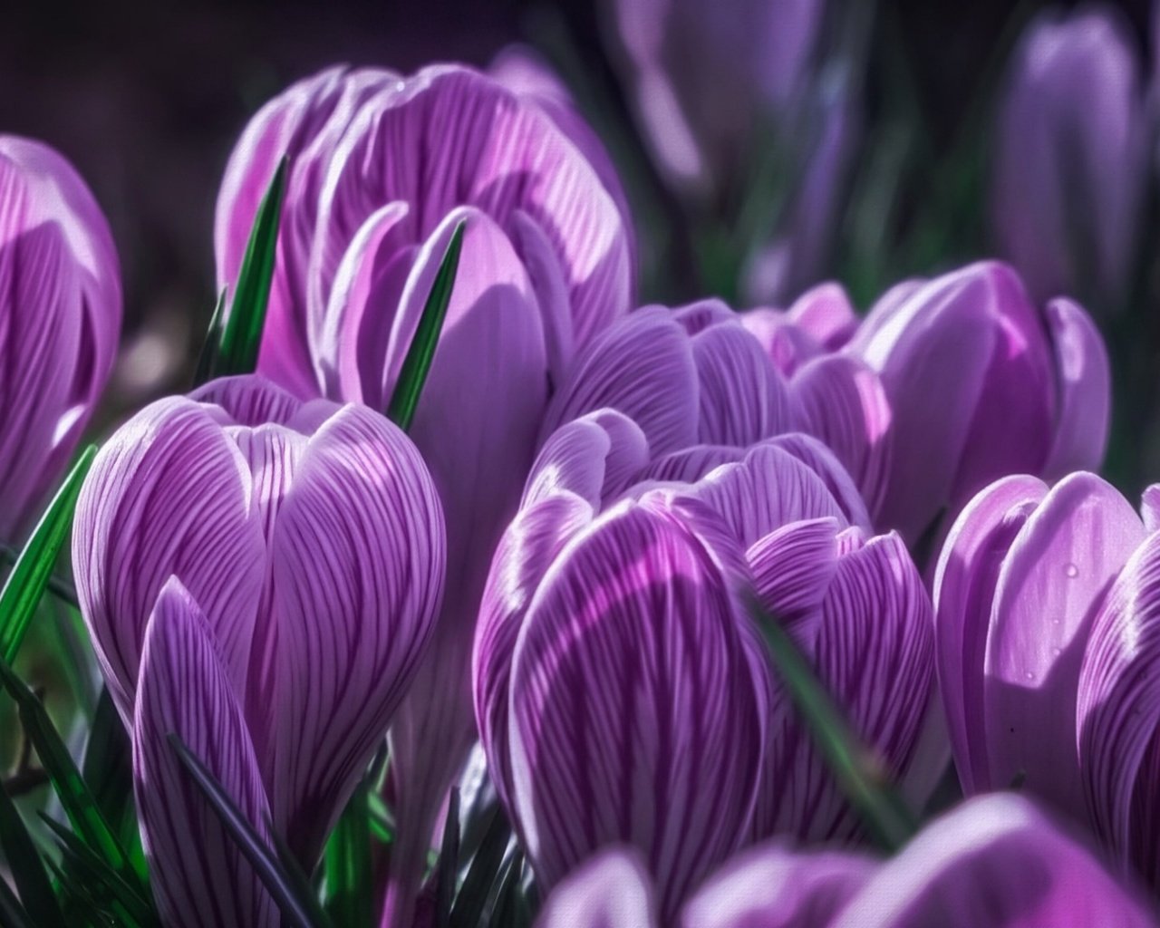 Обои цветы, бутоны, макро, фиолетовые, крокусы, шафран, flowers, buds, macro, purple, crocuses, saffron разрешение 1920x1080 Загрузить