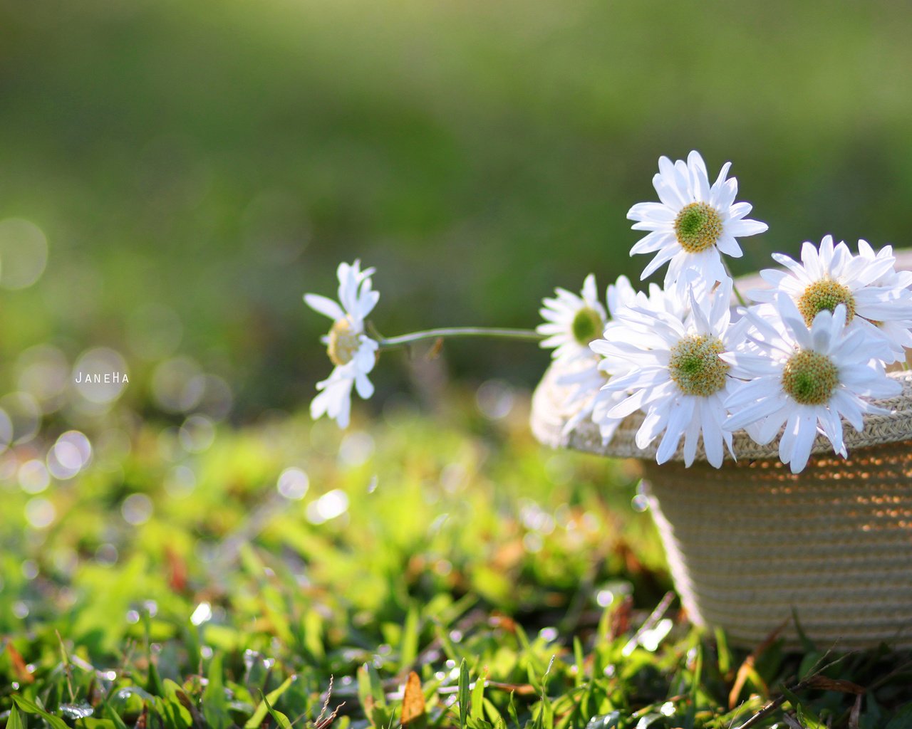 Обои цветы, трава, лепестки, ромашки, белые, шляпа, flowers, grass, petals, chamomile, white, hat разрешение 2560x1600 Загрузить