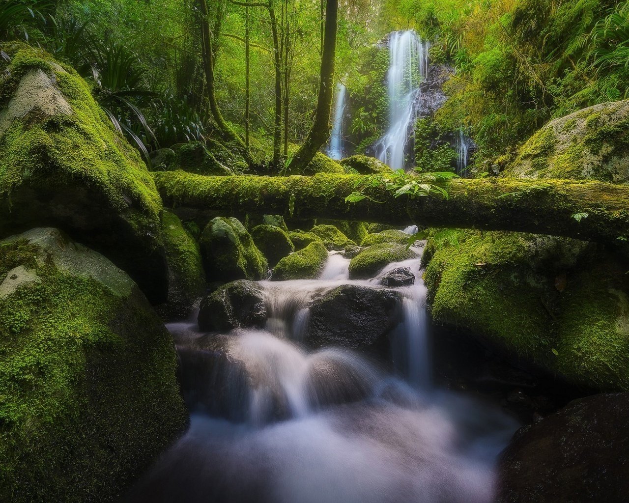 Обои река, бревно, природа, chalahn falls, elabana falls, камни, lamington national park, лес, ручей, водопад, мох, австралия, river, log, nature, stones, forest, stream, waterfall, moss, australia разрешение 1920x1200 Загрузить