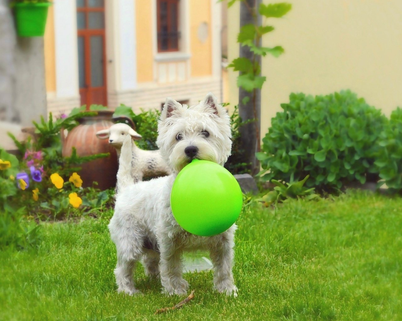 Обои трава, мордочка, взгляд, собака, щенок, шар, вест-хайленд-уайт-терьер, воздушный шарик, grass, muzzle, look, dog, puppy, ball, the west highland white terrier, a balloon разрешение 2968x1850 Загрузить