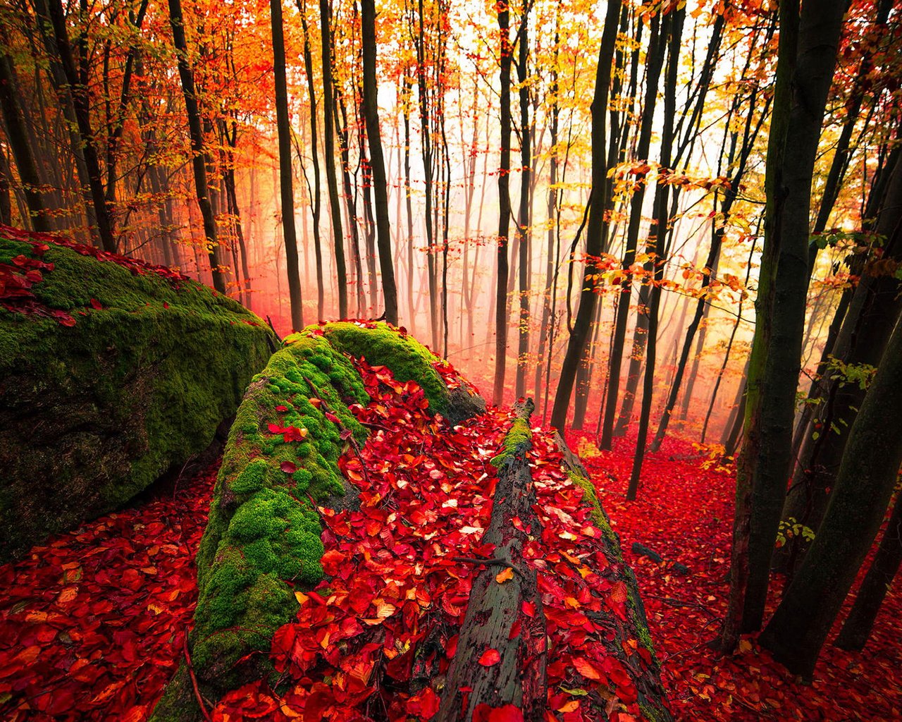 Обои деревья, лес, листья, стволы, осень, мох, trees, forest, leaves, trunks, autumn, moss разрешение 1920x1200 Загрузить