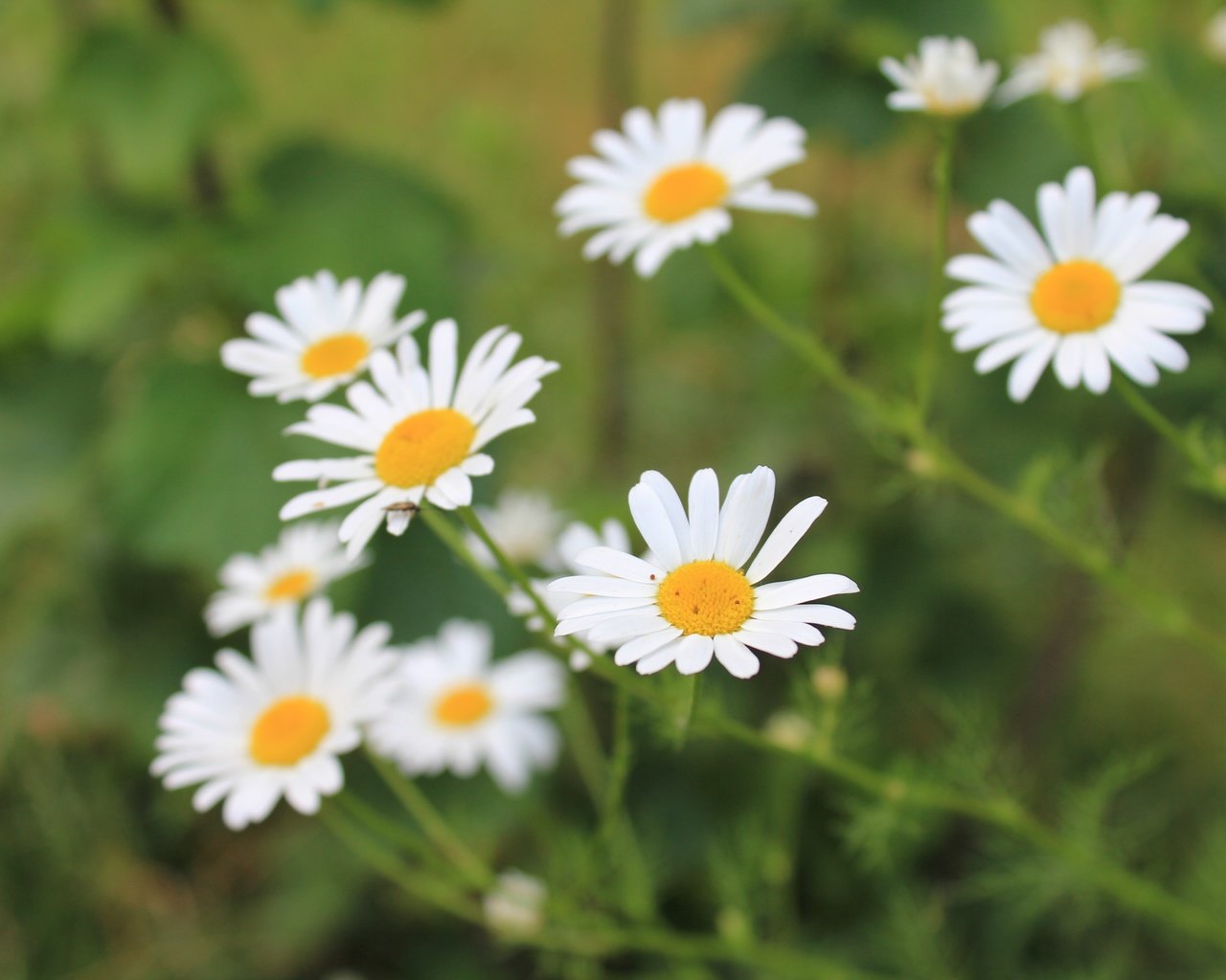 Обои цветы, лепестки, размытость, ромашки, белые, стебли, flowers, petals, blur, chamomile, white, stems разрешение 5184x3456 Загрузить