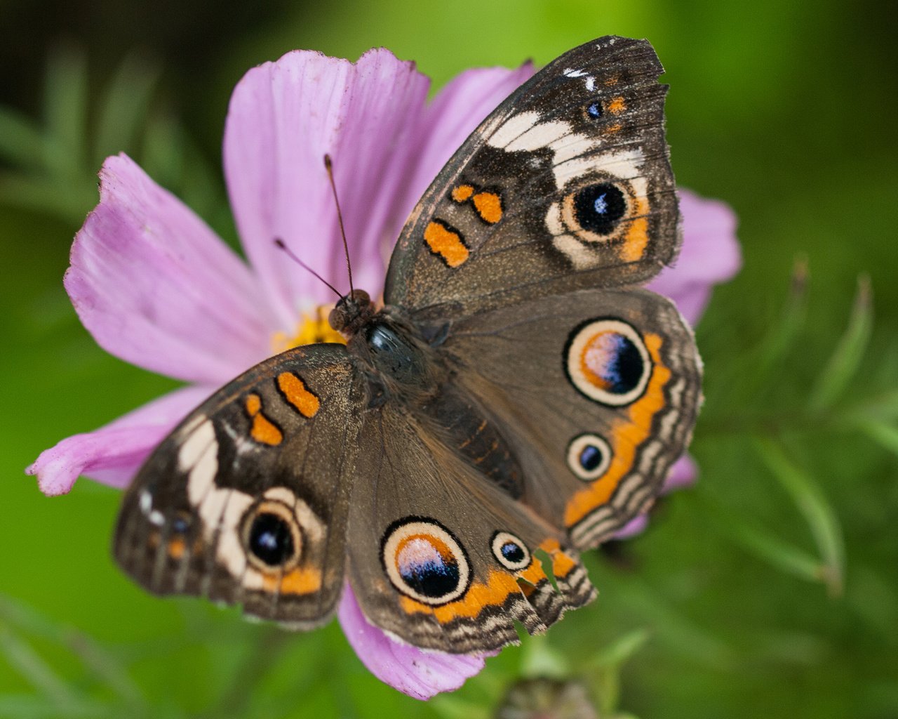 Обои цветы, насекомое, бабочка, крылья, flowers, insect, butterfly, wings разрешение 2880x1800 Загрузить
