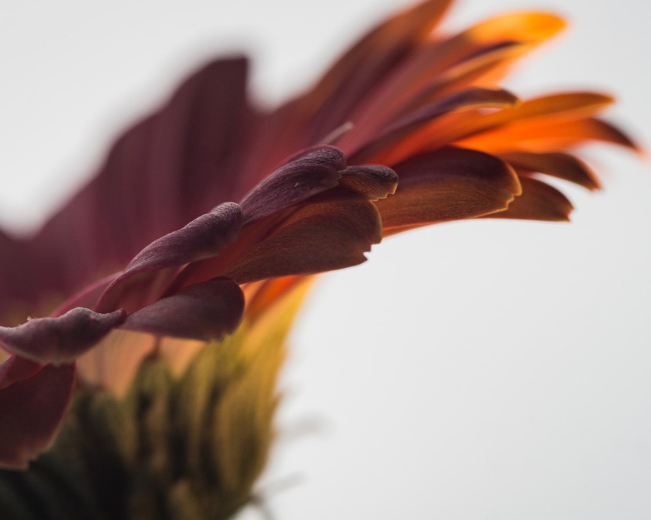 Обои макро, цветок, лепестки, гербера, macro, flower, petals, gerbera разрешение 1920x1200 Загрузить