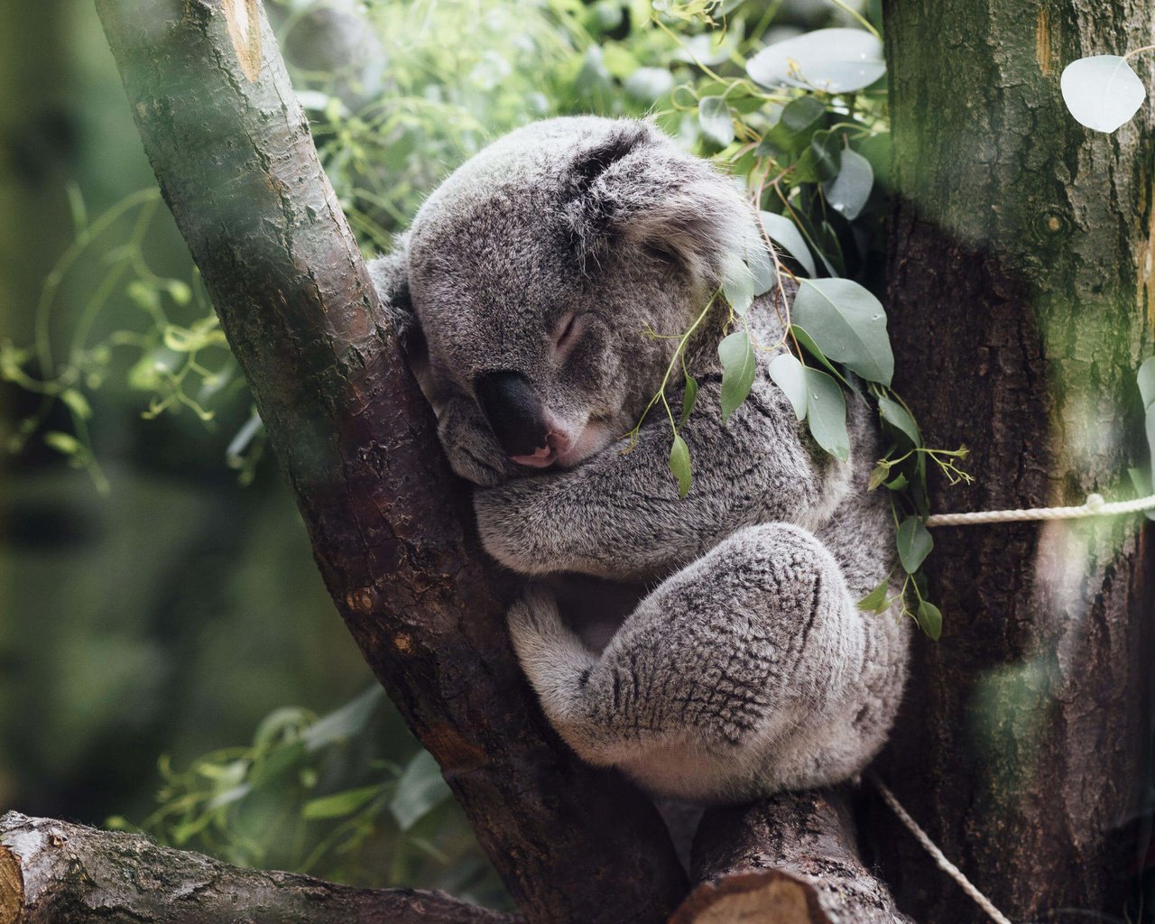 Обои дерево, листья, сон, джунгли, коала, tree, leaves, sleep, jungle, koala разрешение 3840x2160 Загрузить