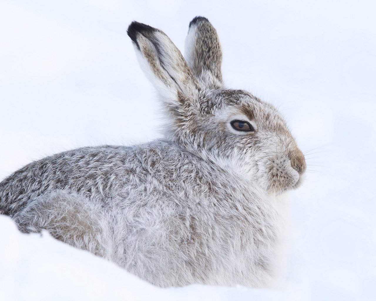 Обои снег, зима, кролик, холодно, заяц, прячется, грызун, snow, winter, rabbit, cold, hare, hiding, rodent разрешение 1920x1200 Загрузить