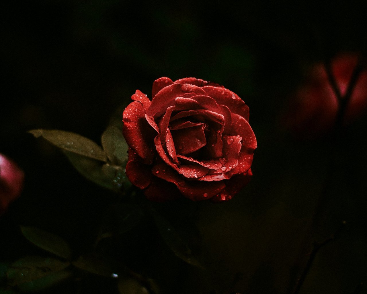 Дикая красная роза