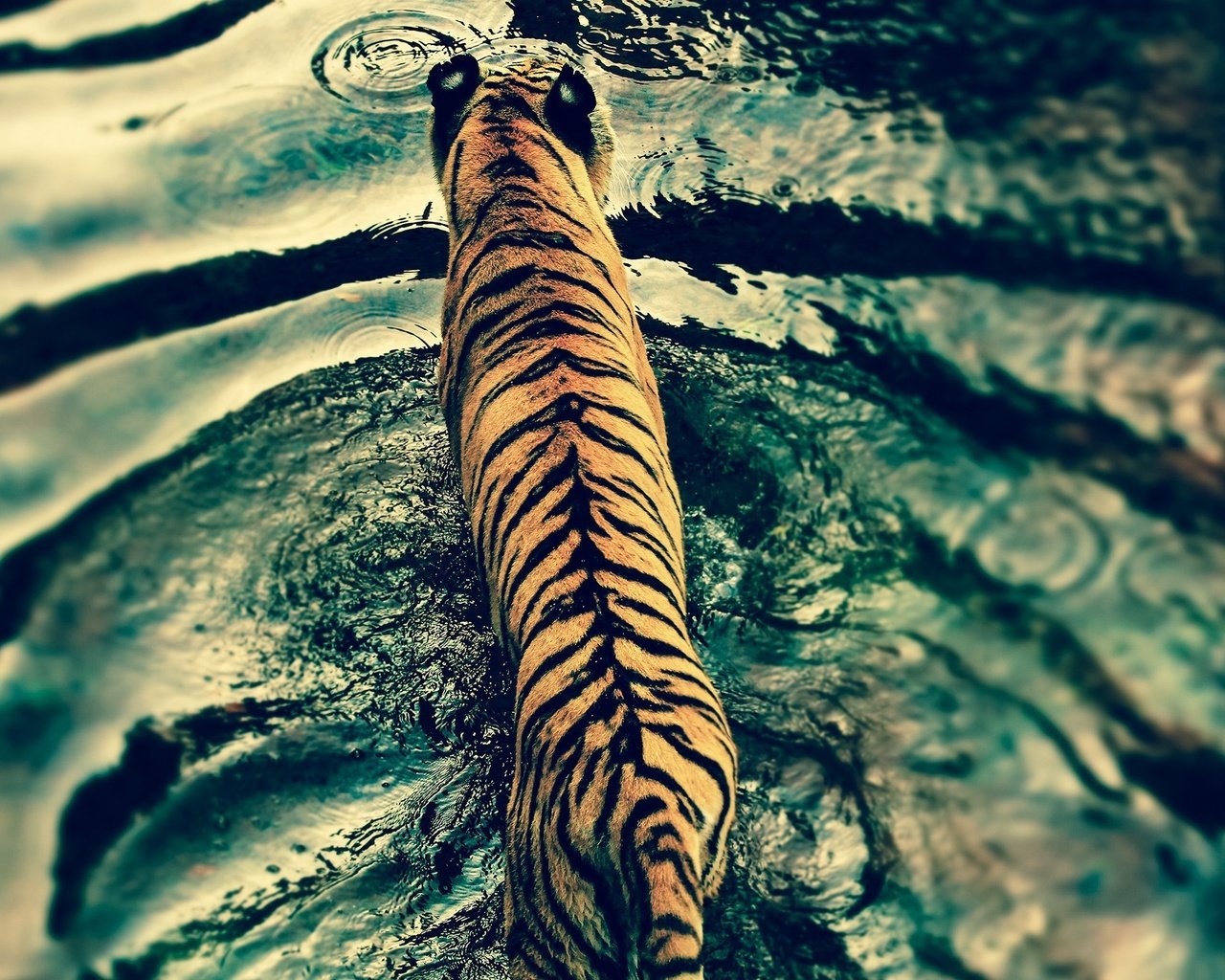 Обои тигр, вода, хищник, большая кошка, tiger, water, predator, big cat разрешение 2560x1440 Загрузить