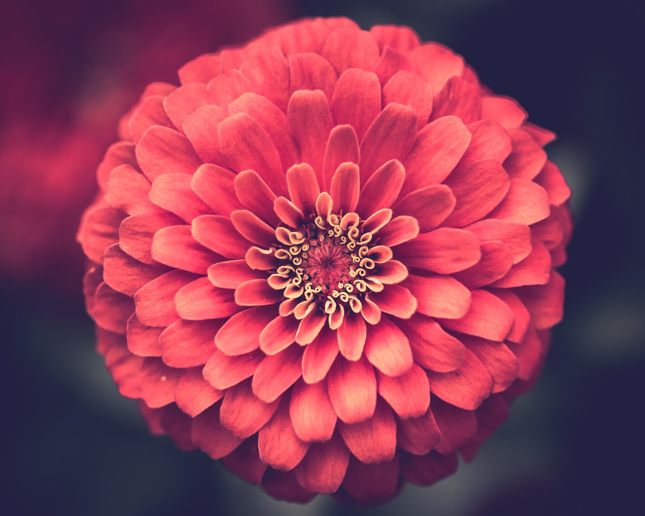 Обои цветок, лепестки, крупным планом, цинния, flower, petals, closeup, zinnia разрешение 3840x2400 Загрузить