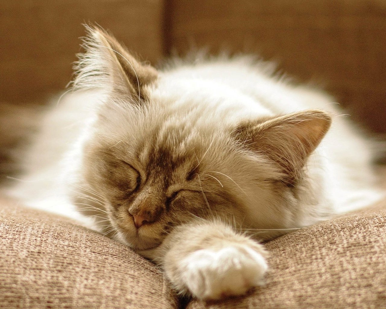 Обои кот, кошка, котенок, пушистый, спит, диван, cat, kitty, fluffy, sleeping, sofa разрешение 1920x1200 Загрузить