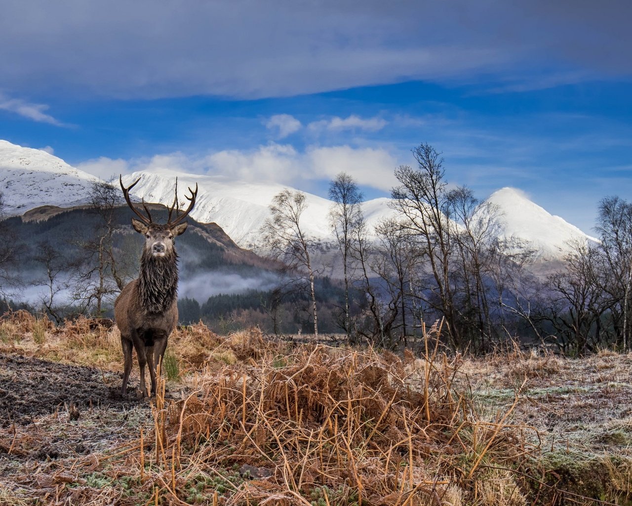 Обои небо, облака, горы, олень, рога, сухая трава, the sky, clouds, mountains, deer, horns, dry grass разрешение 2048x1367 Загрузить