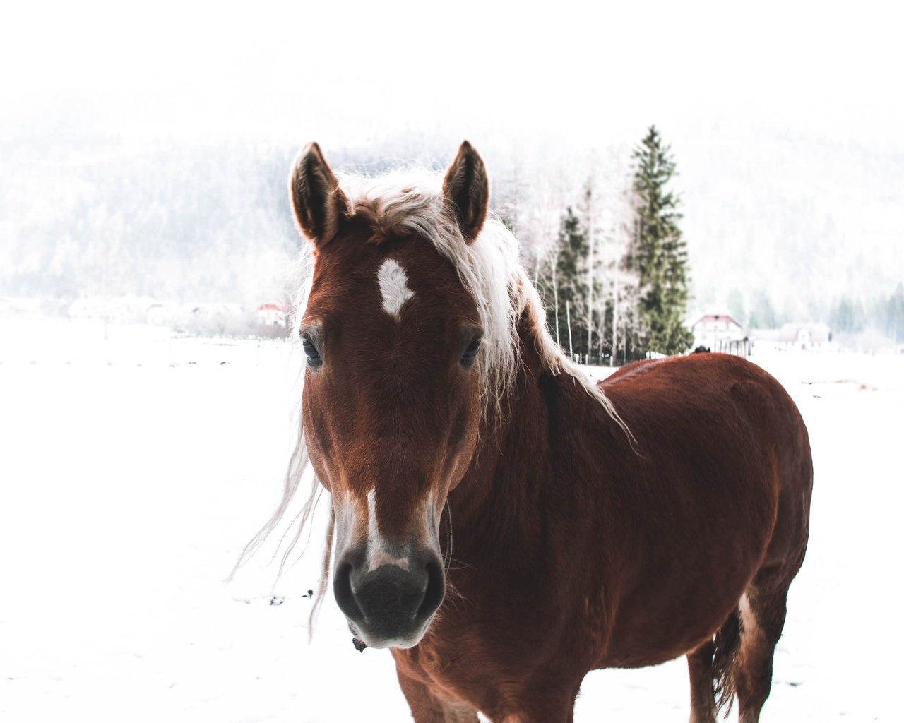 Обои лошадь, снег, зима, конь, грива, horse, snow, winter, mane разрешение 5184x3456 Загрузить