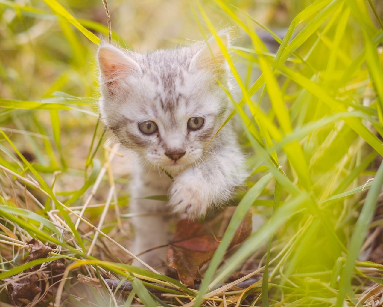 Обои трава, кот, мордочка, усы, кошка, взгляд, котенок, милый, grass, cat, muzzle, mustache, look, kitty, cute разрешение 2048x1367 Загрузить