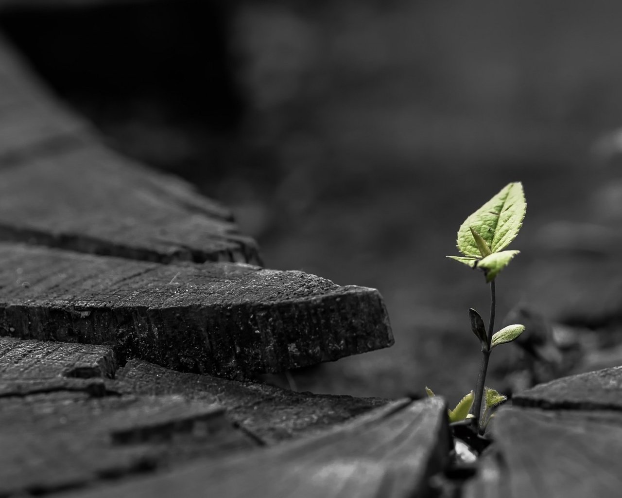 Обои природа, листья, макро, растение, росток, пень, nature, leaves, macro, plant, rostock, stump разрешение 1920x1080 Загрузить